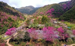 Lần đầu ti&ecirc;n huyện M&ugrave; Cang Chải tổ chức lễ hội hoa Tớ D&agrave;y