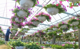 L&agrave;ng hoa Vũ Ch&iacute;nh v&agrave;o xu&acirc;n