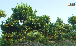 L&agrave;ng quất Đ&ocirc;ng H&ograve;a nhộn nhịp đ&oacute;n tết