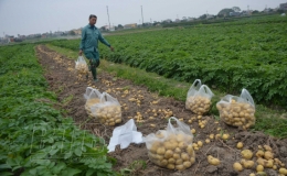 Quỳnh Phụ: Trồng c&acirc;y m&agrave;u hiệu quả kinh tế cao