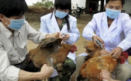 Bộ Y tế cảnh b&aacute;o nguy cơ l&acirc;y nhiễm c&uacute;m gia cầm dịp cuối năm