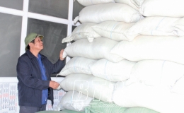 Gạo sạch Th&aacute;i B&igrave;nh 3T