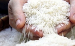 Gi&aacute; gạo Việt Nam cao nhất trong v&ograve;ng hơn 15 năm