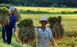 Gi&aacute; l&uacute;a gạo h&ocirc;m nay 17/12/2023: Gi&aacute; l&uacute;a biến động tr&aacute;i chiều