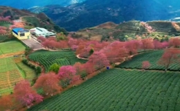 Hoa anh đ&agrave;o nở rộ, uốn cong như dải lụa tr&ecirc;n đồi ch&egrave; Sa Pa