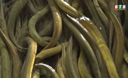 N&ocirc;ng d&acirc;n Vũ Đo&agrave;i nu&ocirc;i lươn kh&ocirc;ng cần b&ugrave;n