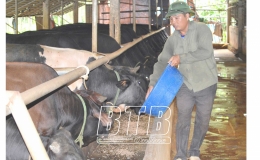 Ph&ograve;ng, chống r&eacute;t cho gia s&uacute;c, gia cầm