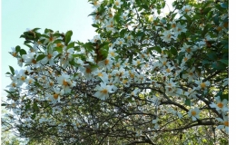 Quảng Ninh tổ chức Hội hoa Sở B&igrave;nh Li&ecirc;u giữa th&aacute;ng 12 k&iacute;ch cầu du lịch