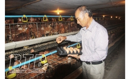 Tiền Hải: Gi&aacute; trị sản xuất ng&agrave;nh chăn nu&ocirc;i ước đạt 440 tỷ đồng