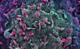 WHO th&ocirc;ng b&aacute;o JN.1 l&agrave; biến thể được quan t&acirc;m mới của SARS-CoV-2