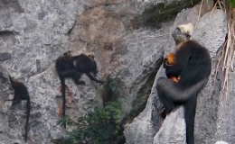 Bảo tồn đ&agrave;n voọc qu&yacute; hiếm tr&ecirc;n đảo C&aacute;t B&agrave;