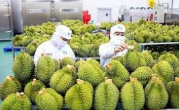 Dự b&aacute;o năm 2024, xuất khẩu rau quả đạt kỷ lục hơn 7,2 tỷ USD