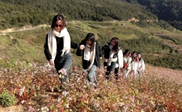 Du kh&aacute;ch đổ về cao nguy&ecirc;n đ&aacute; ngắm hoa tam gi&aacute;c mạch