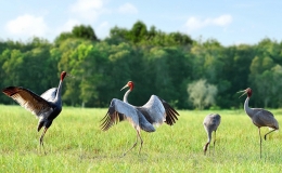 Kh&aacute;m ph&aacute; vẻ đẹp Vườn quốc gia Tr&agrave;m Chim