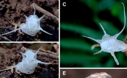 Lần đầu ghi nhận thực vật kh&ocirc;ng diệp lục ở Khu bảo tồn Xu&acirc;n Li&ecirc;n