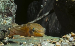 Lo&agrave;i c&aacute; thở bằng đu&ocirc;i c&oacute; thể sống 15 tiếng tr&ecirc;n cạn