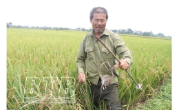 Triển khai chiến dịch diệt chuột bảo vệ sản xuất năm 2025