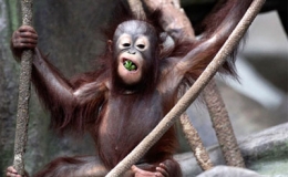 10 ảnh động vật ngộ nghĩnh nhất năm 2010