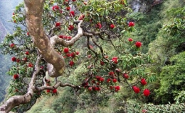 Kh&aacute;m ph&aacute; "vương quốc" hoa đỗ quy&ecirc;n