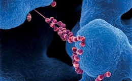 Những h&igrave;nh dạng vi khuẩn &ldquo;độc, lạ&rdquo; nhất h&agrave;nh tinh