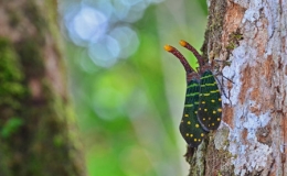 Ngắm "voi biết bay" cực độc ở Việt Nam