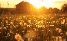 Vẻ đẹp buồn man m&aacute;c của hoa bồ c&ocirc;ng anh