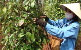 Nghịch l&yacute; sản xuất hồ ti&ecirc;u