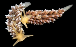 Những sinh vật đẹp kỳ b&iacute; dưới "thuỷ cung"