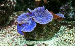 "Kỳ quan sống" trong l&ograve;ng biển Trường Sa 