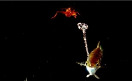 Tuyệt chi&ecirc;u săn mồi của c&aacute;c "xạ thủ" động vật