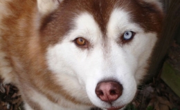 Sức mạnh của đ&ocirc;i mắt động vật