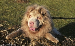 Ch&uacute; ch&oacute; c&oacute; bộ l&ocirc;ng giống sư tử