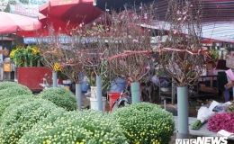 Đ&agrave;o Nhật T&acirc;n nở sớm đắt gấp 3 lần b&igrave;nh thường