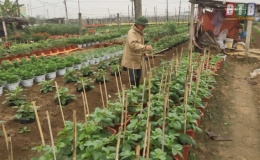 Hoa cho ng&agrave;y tết