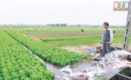 Nỗi buồn người trồng rau