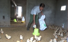 Kiến Xương chủ động ph&ograve;ng chống r&eacute;t cho đ&agrave;n vật nu&ocirc;i