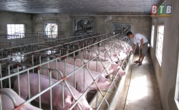 Đ&ocirc;ng Hưng: Tổng kết c&ocirc;ng t&aacute;c chăn nu&ocirc;i v&agrave; th&uacute; y năm 2018