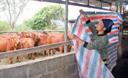 Vũ Thư: Bảo đảm an to&agrave;n đ&agrave;n vật nu&ocirc;i dịp tết