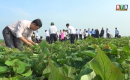 Hiệu quả từ c&acirc;y khoai lang Nhật