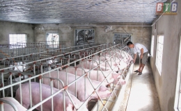 Đ&ocirc;ng Hưng: Tổng đ&agrave;n vật nu&ocirc;i đạt hơn 1,6 triệu con