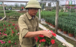 L&agrave;ng hoa Vũ Ch&iacute;nh nhộn nhịp v&agrave;o xu&acirc;n