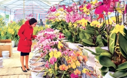 Rộn r&agrave;ng chợ hoa tết