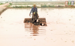 Nam Ph&uacute; phấn đấu gieo cấy 250ha l&uacute;a xu&acirc;n