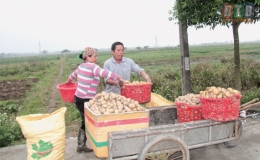Thu nhập cao từ trồng khoai vụ đ&ocirc;ng
