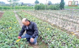 Tỷ ph&uacute; hoa, c&acirc;y cảnh