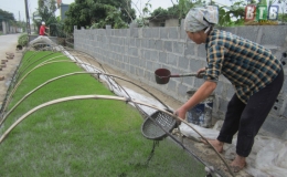 Vũ Thư: Những c&aacute;nh đồng rộn kh&ocirc;ng kh&iacute; tết 