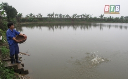 Vũ Thư duy tr&igrave; 1.650ha diện t&iacute;ch nu&ocirc;i thả thủy sản