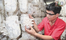 L&agrave;m gi&agrave;u từ trồng nấm