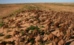 Australia giết 10.000 lạc đ&agrave; v&igrave; uống qu&aacute; nhiều nước