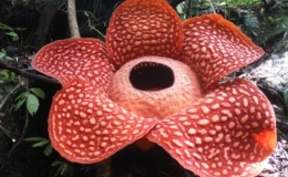 B&ocirc;ng hoa lớn nhất thế giới bung nở ở Indonesia